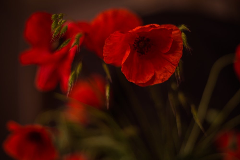 Photograph by Рита Одинокова