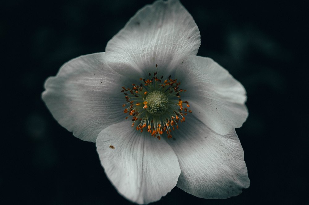 Photograph by Ярослав Старк