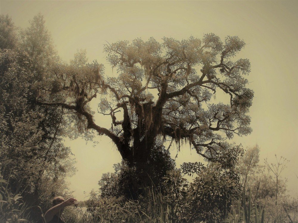 Árboles