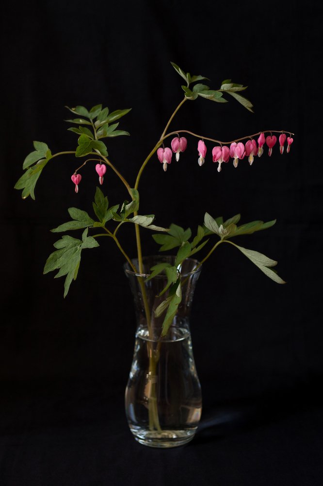 Фотография автора Елена Ельшина