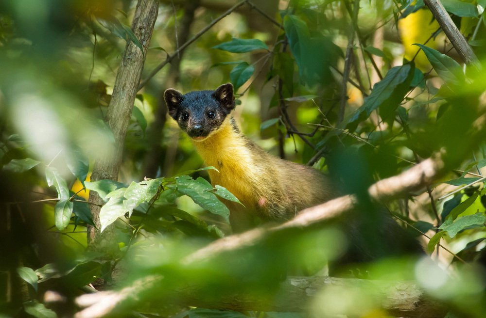 Photograph by Nabajit choudhury