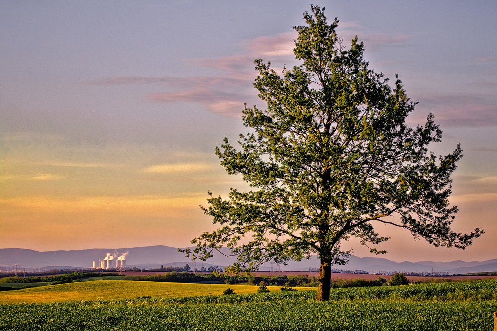 Nuclear Power Plant with Tree