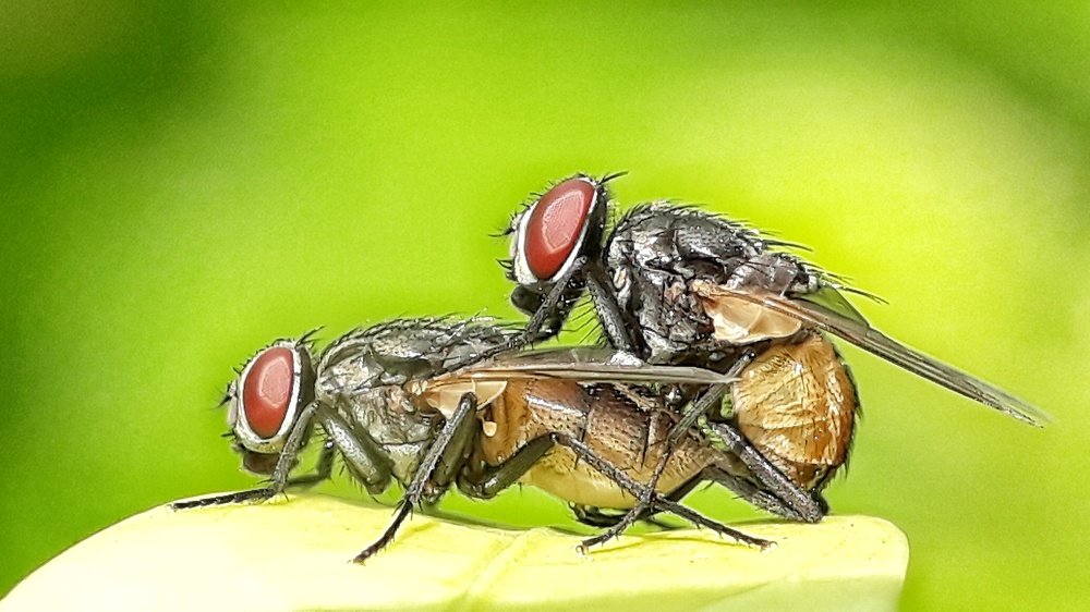 Housefly mating beauty
