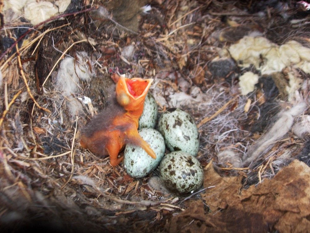 Где же мама!!!