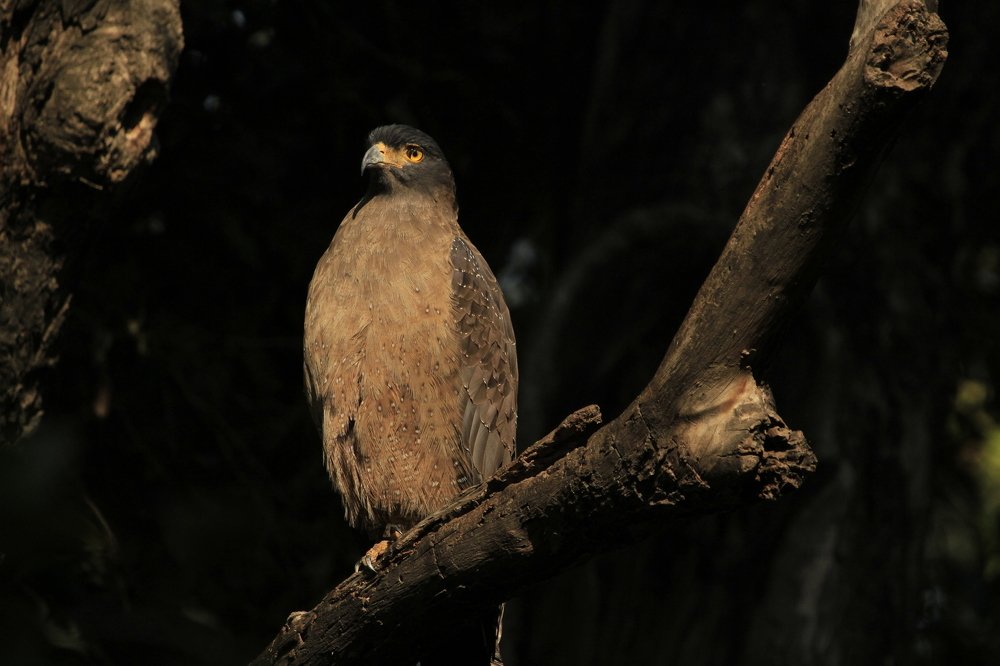 Serpent Eagle