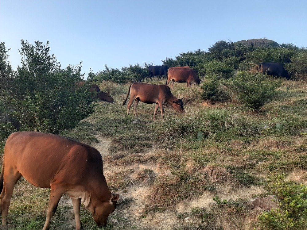 cows