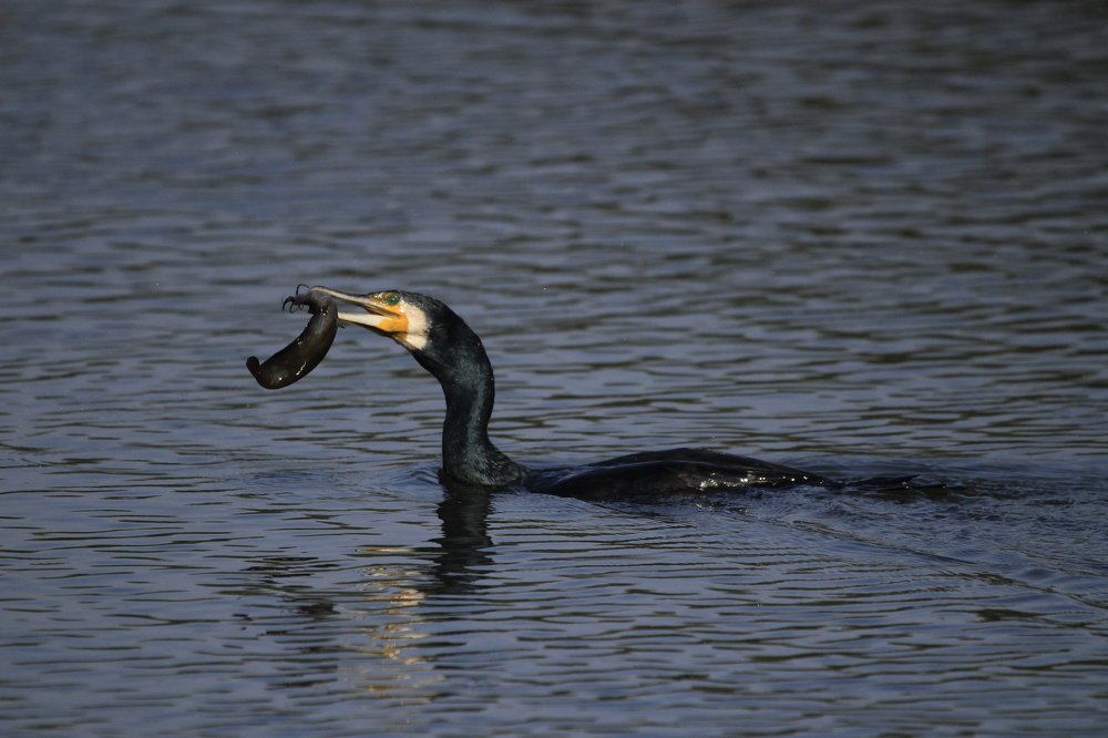 Great Cormorant