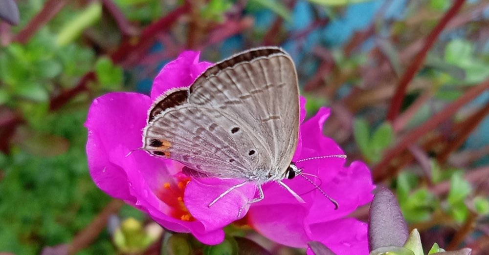 Photograph by Maksuda khanom