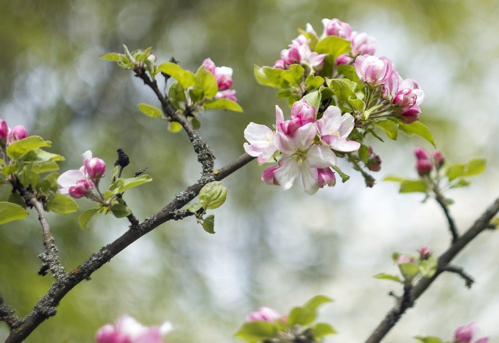 Photograph by Алексей Харламов