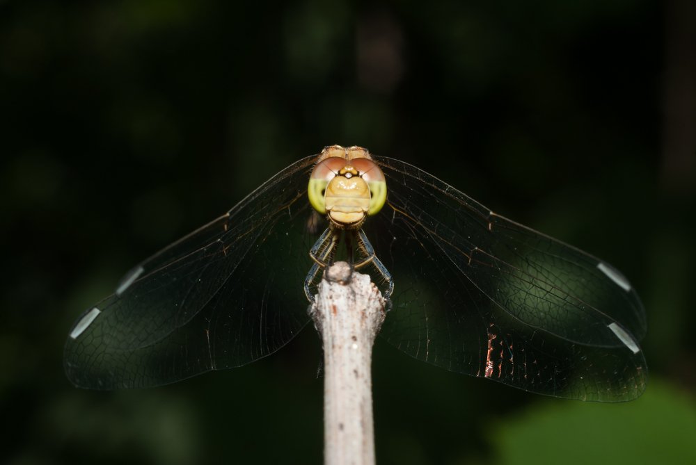 Photograph by Игорь Мальцев