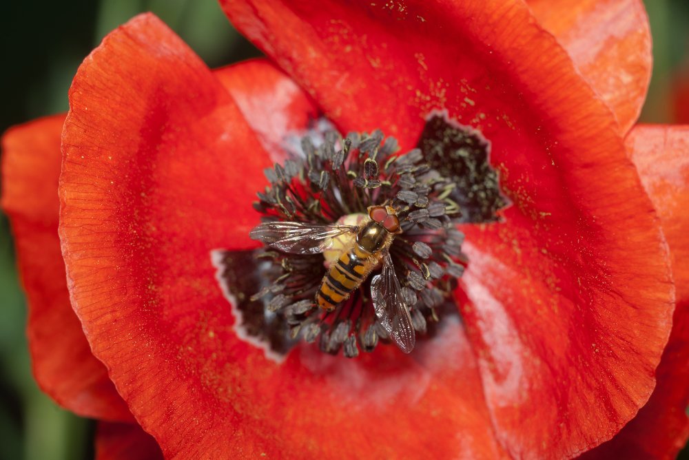 Photograph by Игорь Мальцев