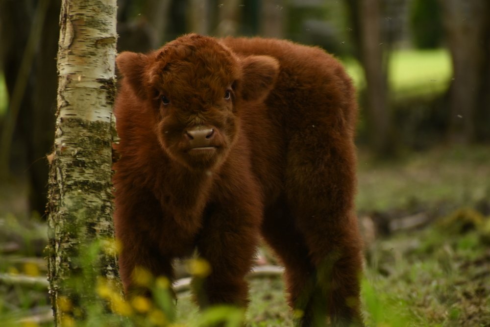 Символ нового года