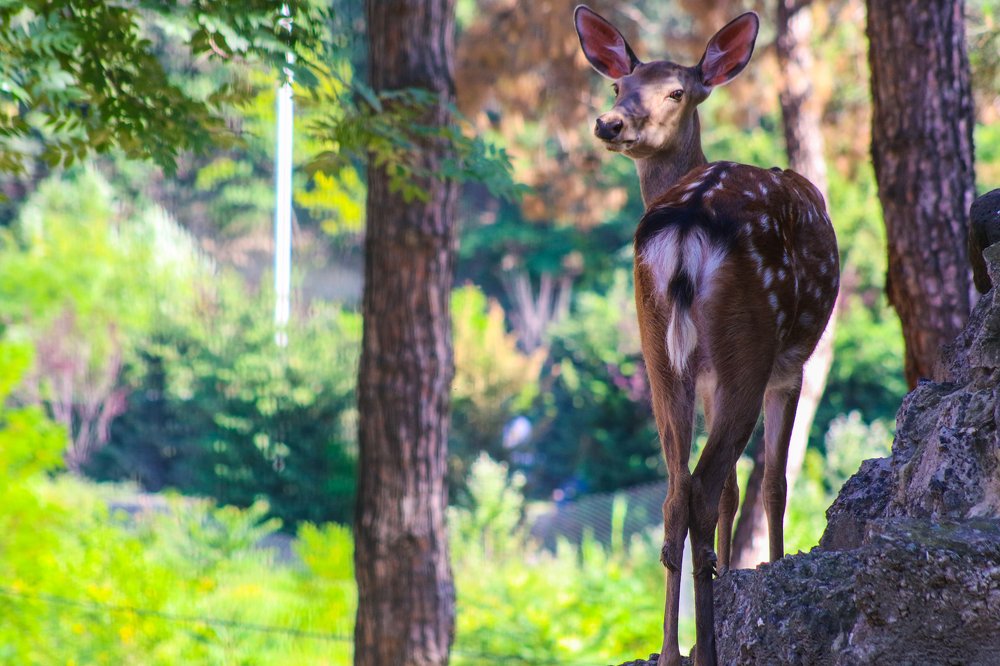 Photograph by Guram Svanidze
