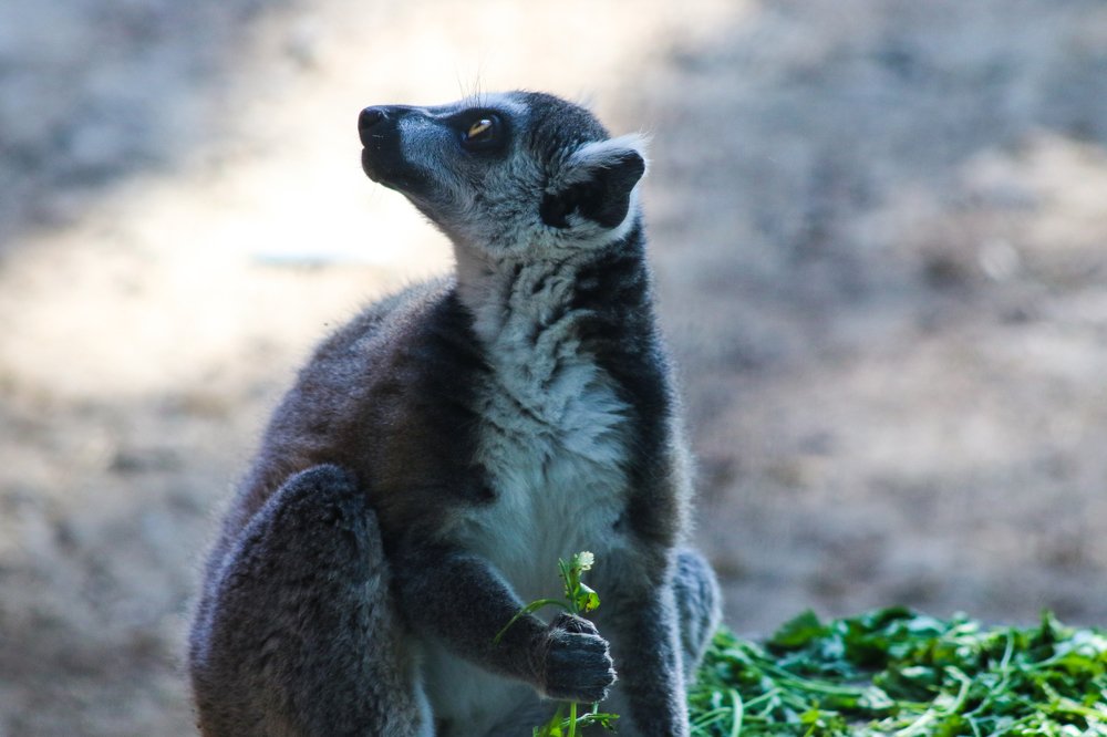 Photograph by Guram Svanidze