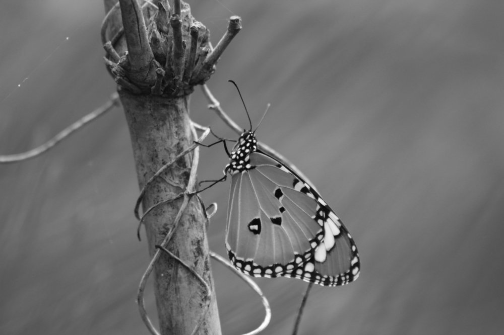 Photograph by Rakesh V Kumar