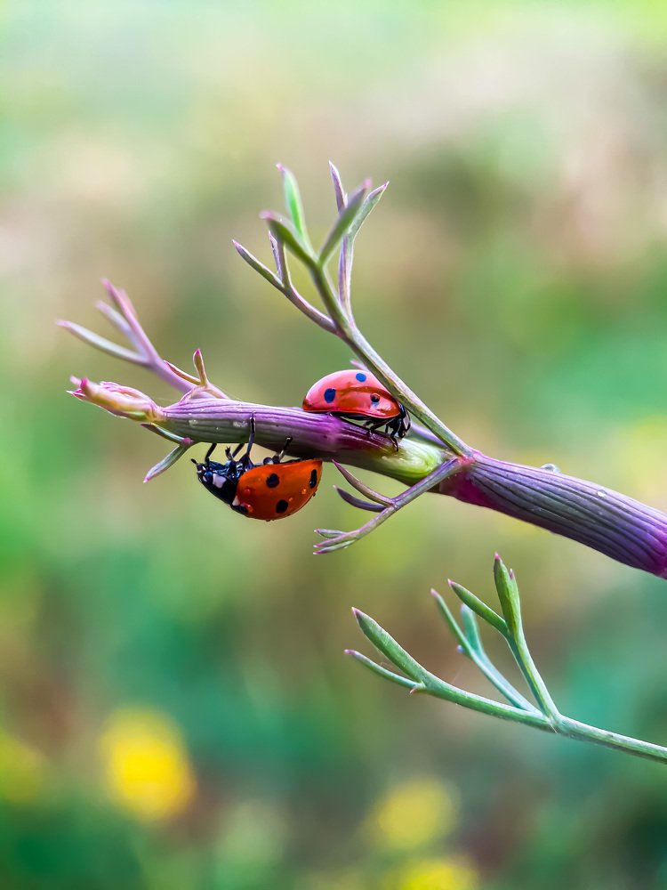 Из жизни божьих коровок.