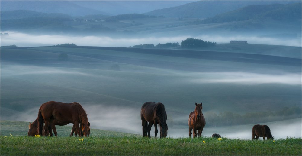 Ходят кони ..