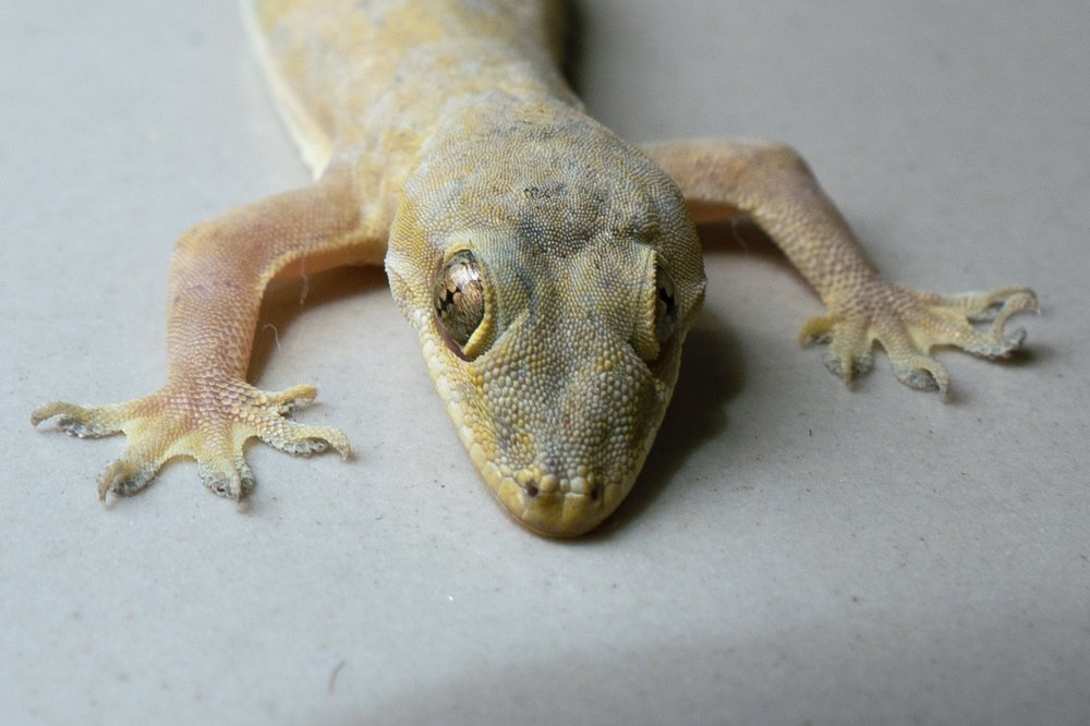 Photograph by Faiz Asali