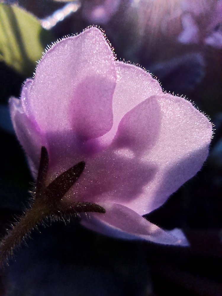 Photograph by Eлена