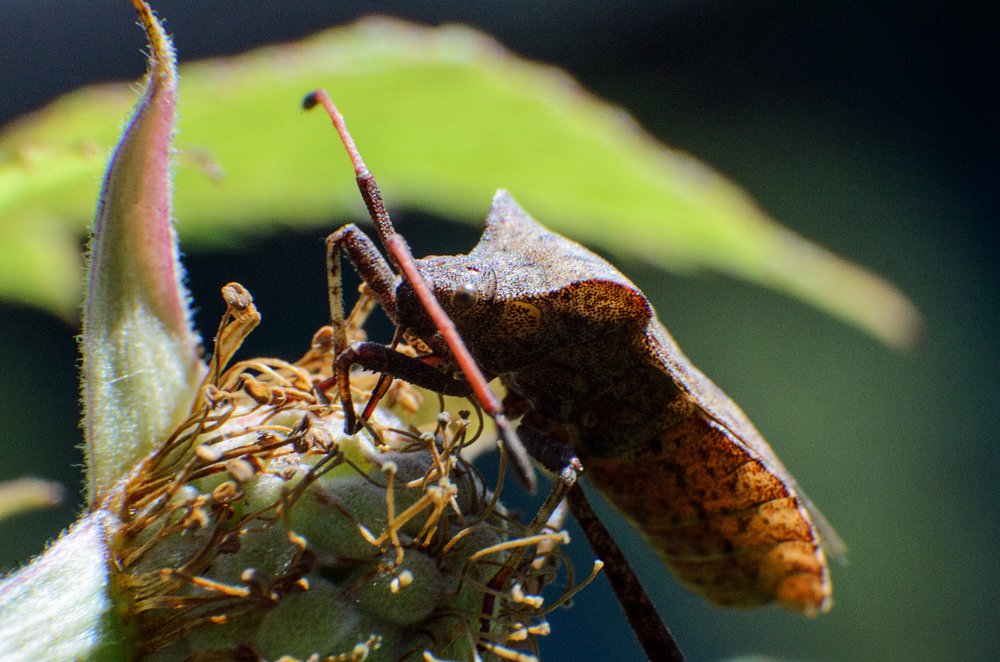 лесной клоп