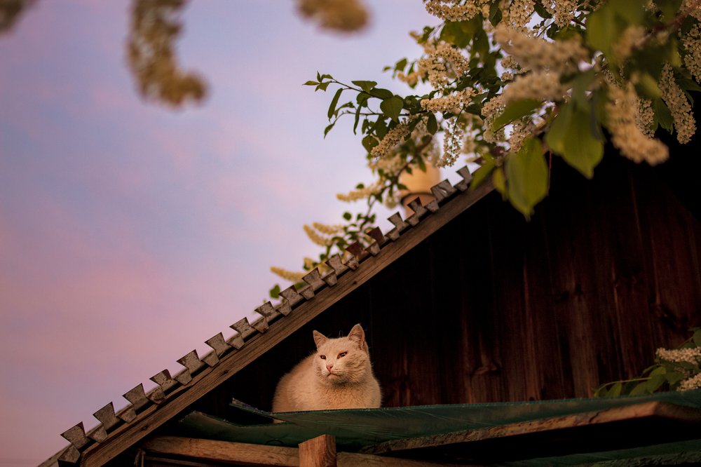 Фотография автора Лариса Корсакова