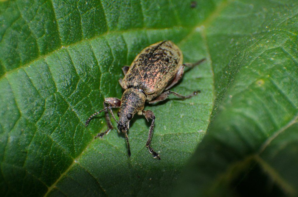 долгоносик в бегах ,