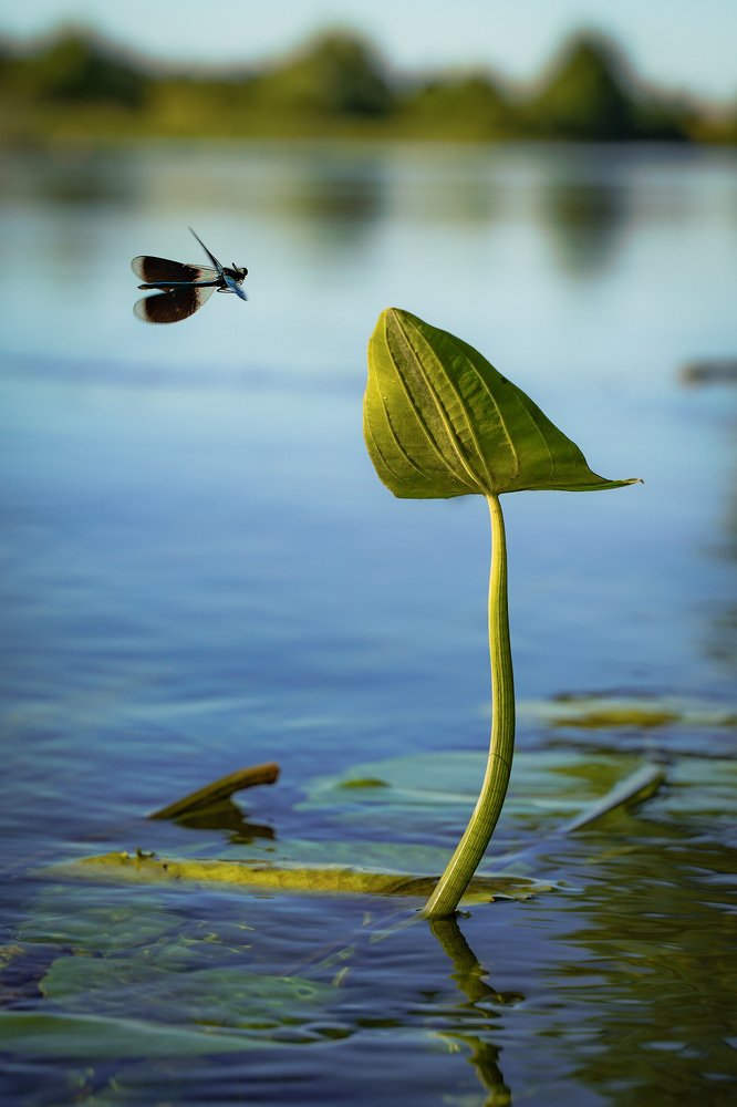 Photograph by Александр Кочергин