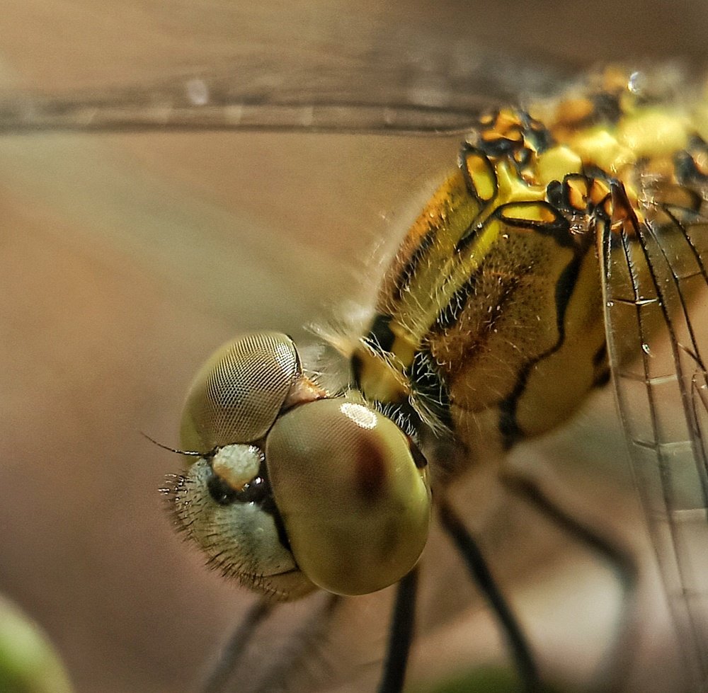 Sri lankan dragonfly