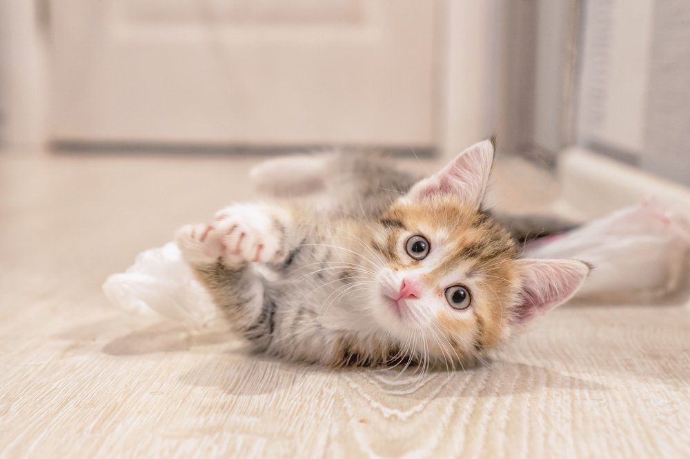 Photograph by Александр Колляков