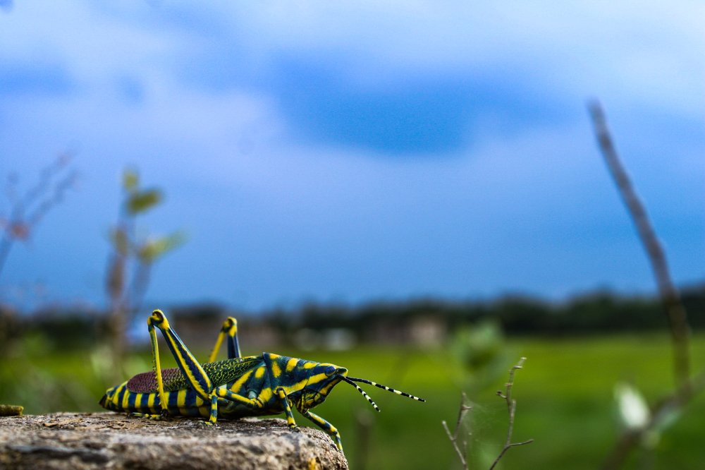 Photograph by Chittaranjan Nayak