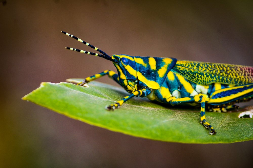 Cricket