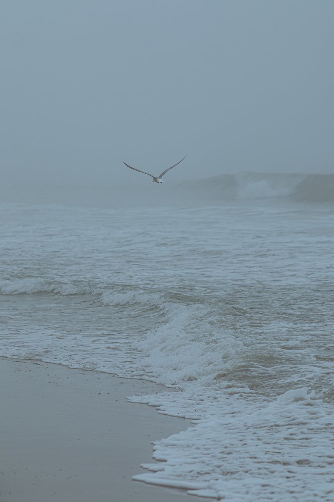 Photograph by Alisa Bryz-Gornia