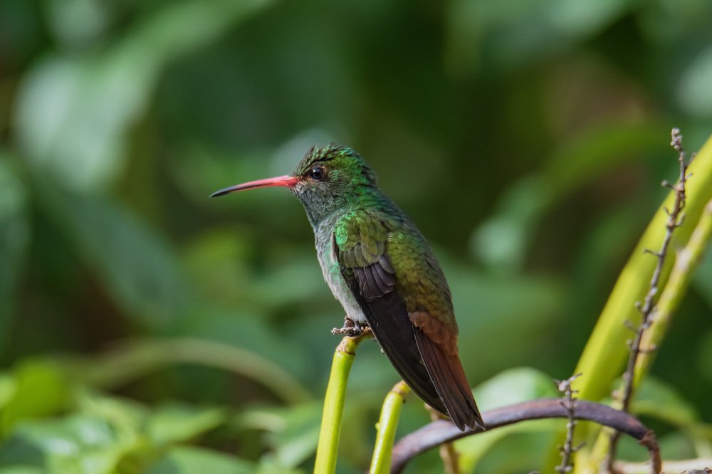 Photograph by Miguel Antonio Sevilla Flor