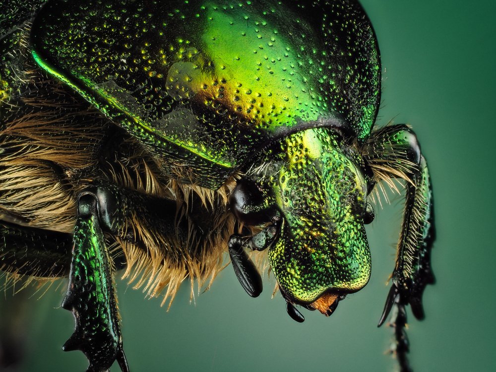 Золотистая бронзовка