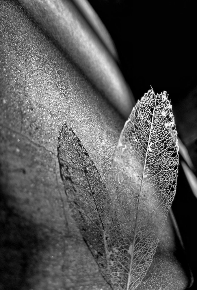 Photograph by SHALINI KASHYAP