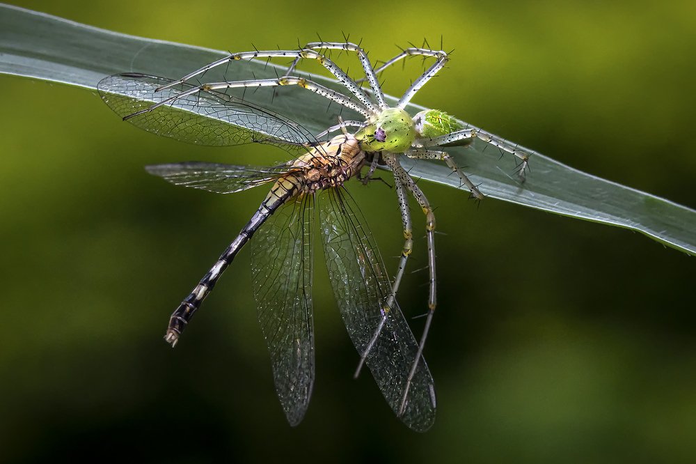 Фотография автора BISWAJIT MUKHERJEE