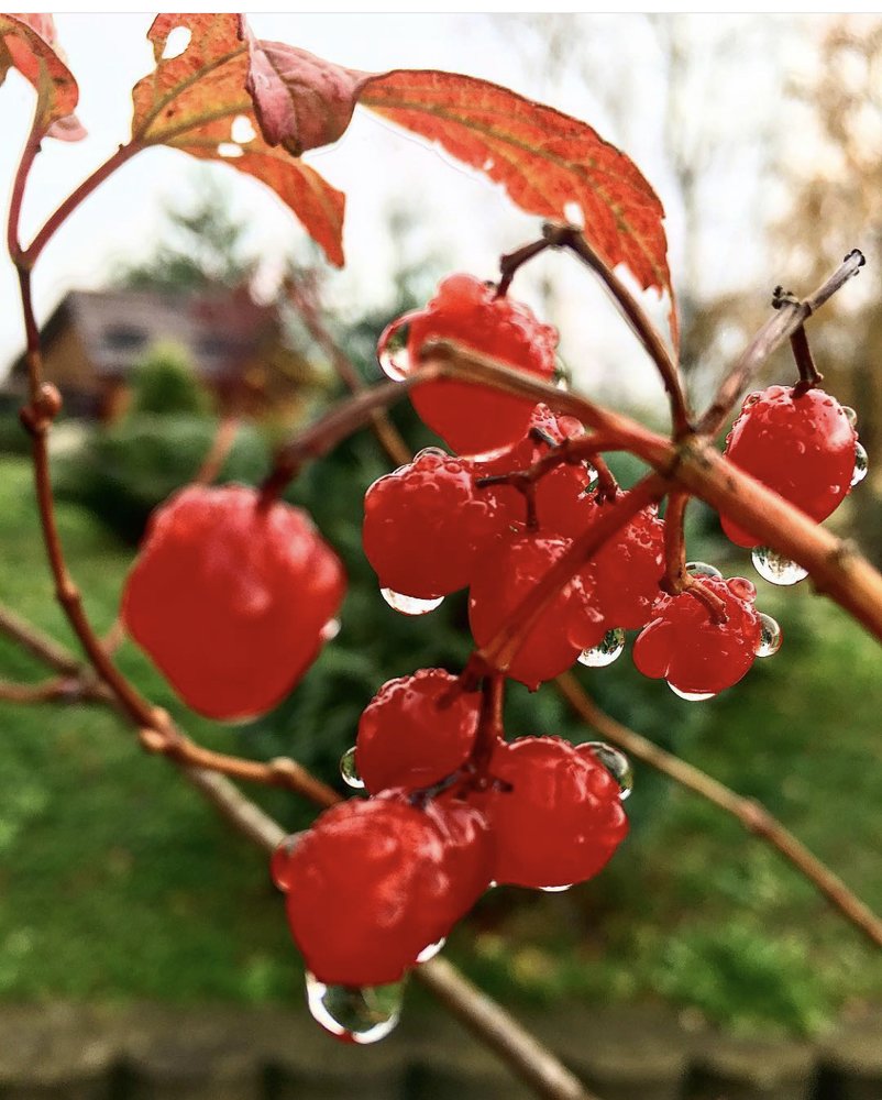 Photograph by Ольга Андрусив