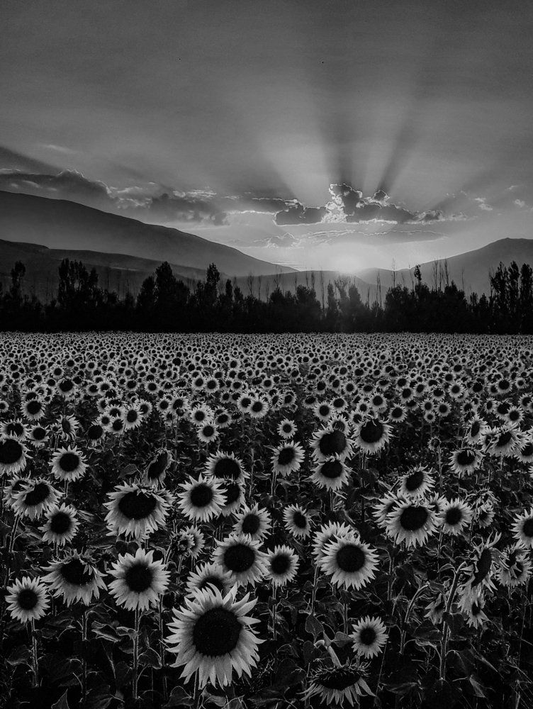 Фотография автора Alipour mohammad