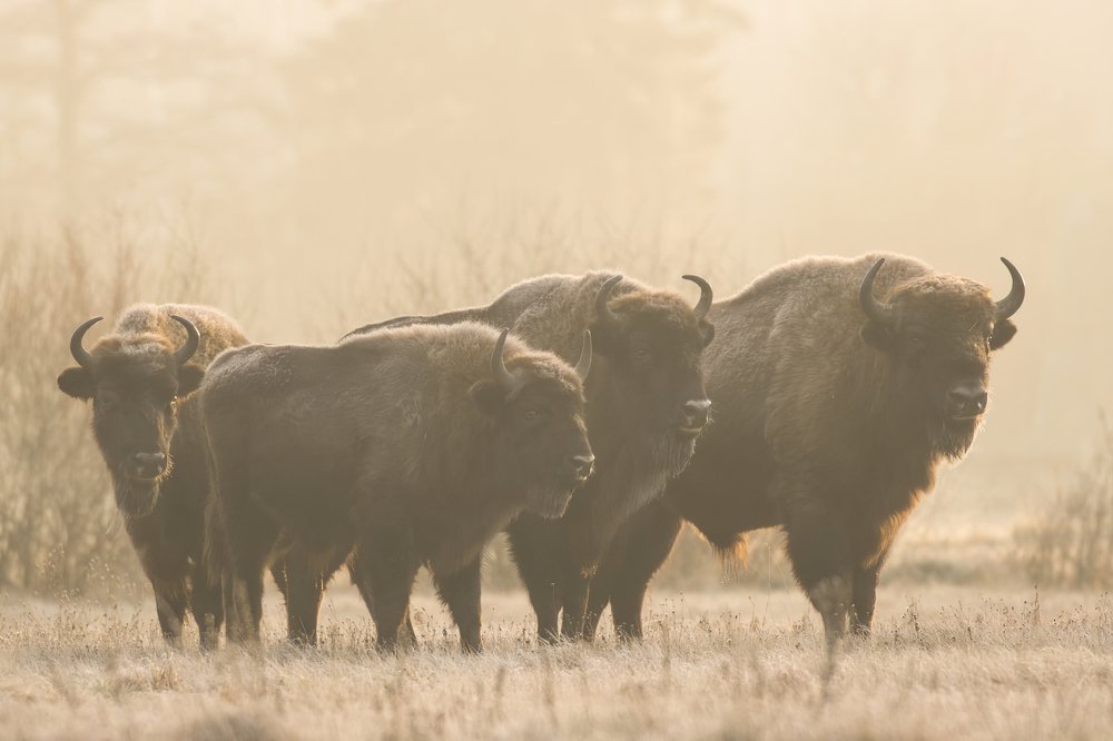 Photograph by Jan Zięba