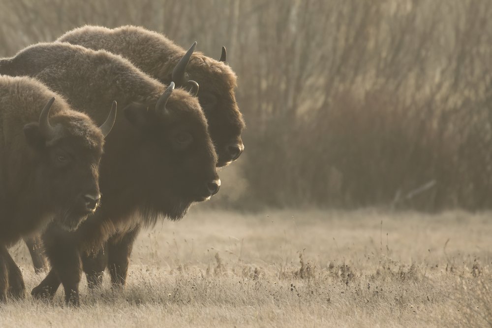Photograph by Jan Zięba