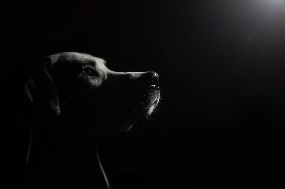 Глаза преданной собаки...