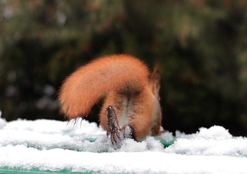 Photograph by Henrikas Mackevicius