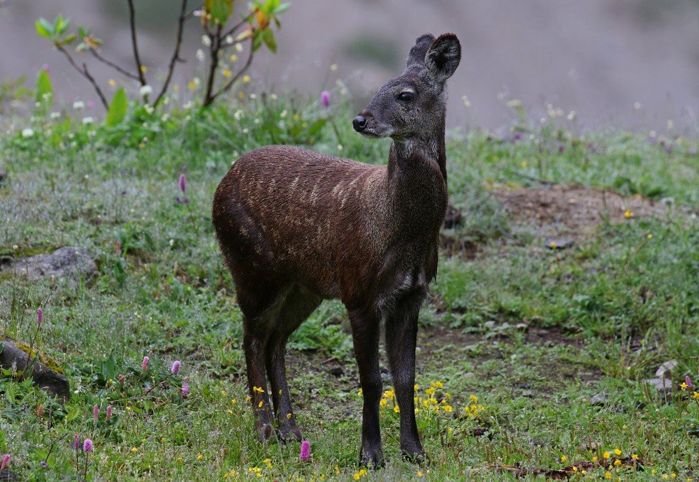 Himalyan Musk Deer