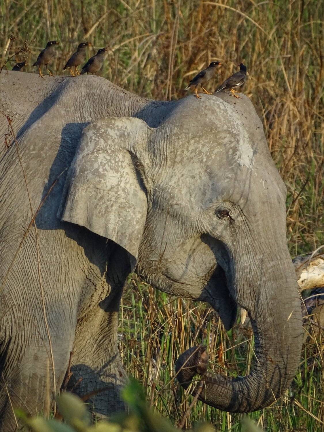 Elephant Riding