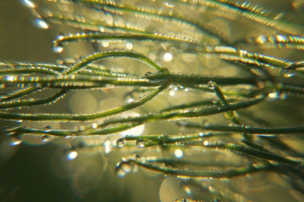 Утренняя сказка