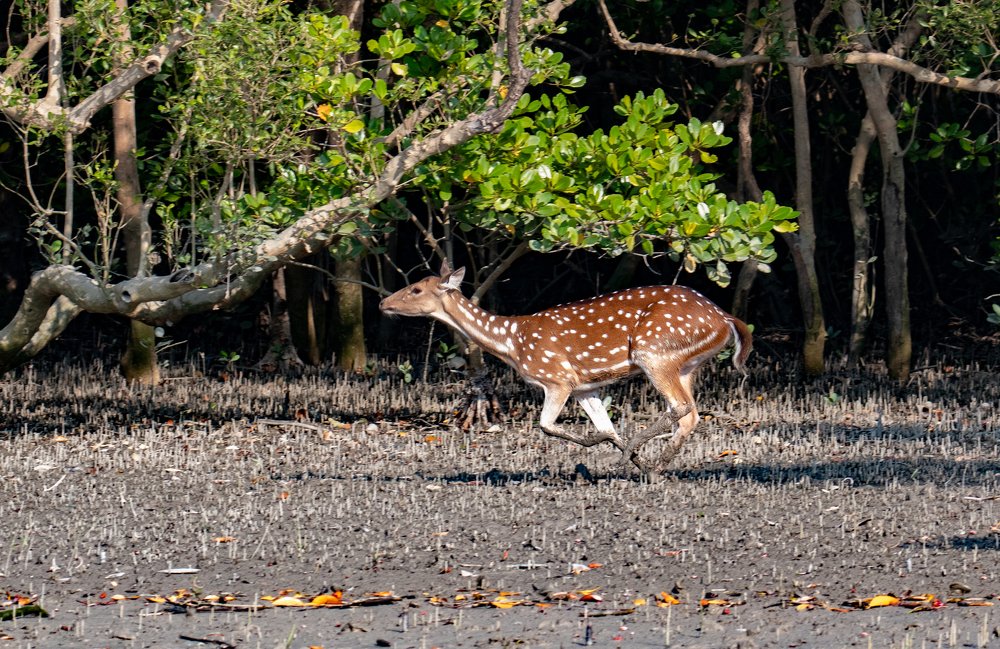 Photograph by Nabarun Majumdar