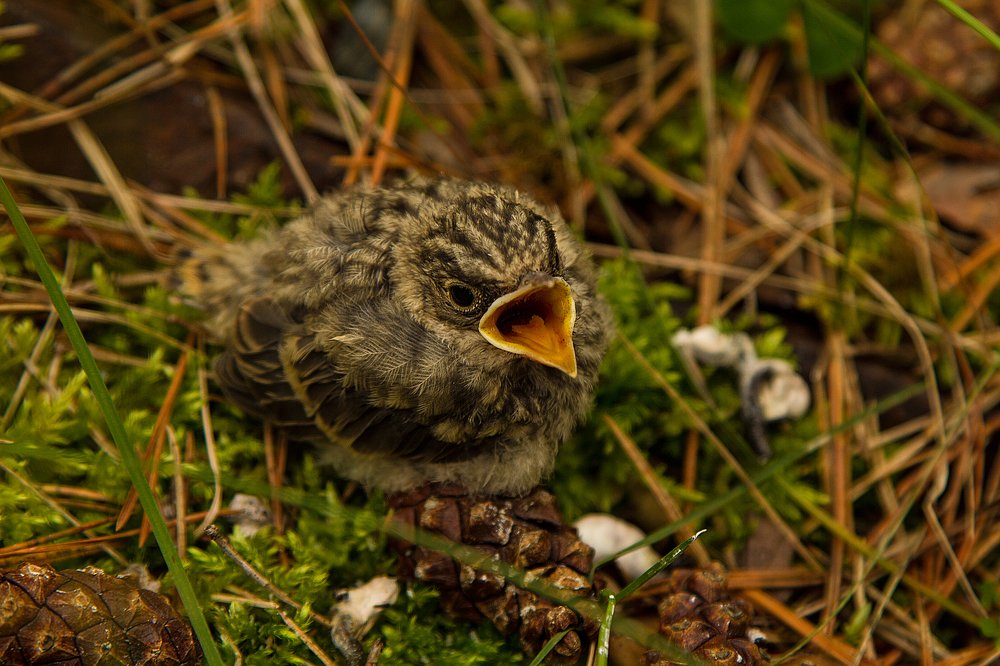 Photograph by Анастасия Скокова