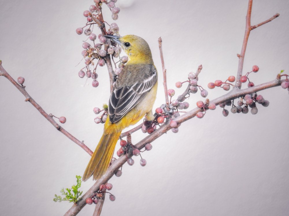 Фотография автора Gabriela Bonilla