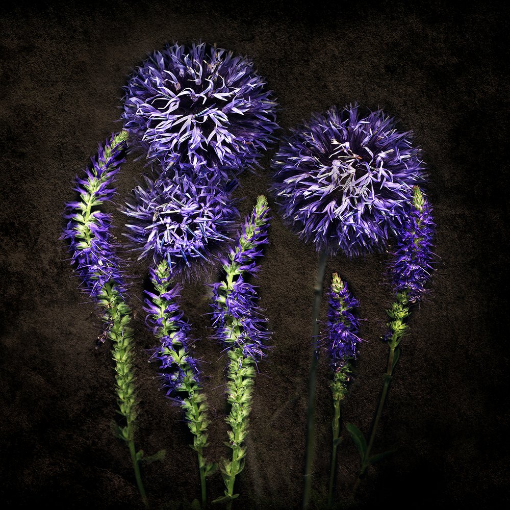 Цветочный фейерверк