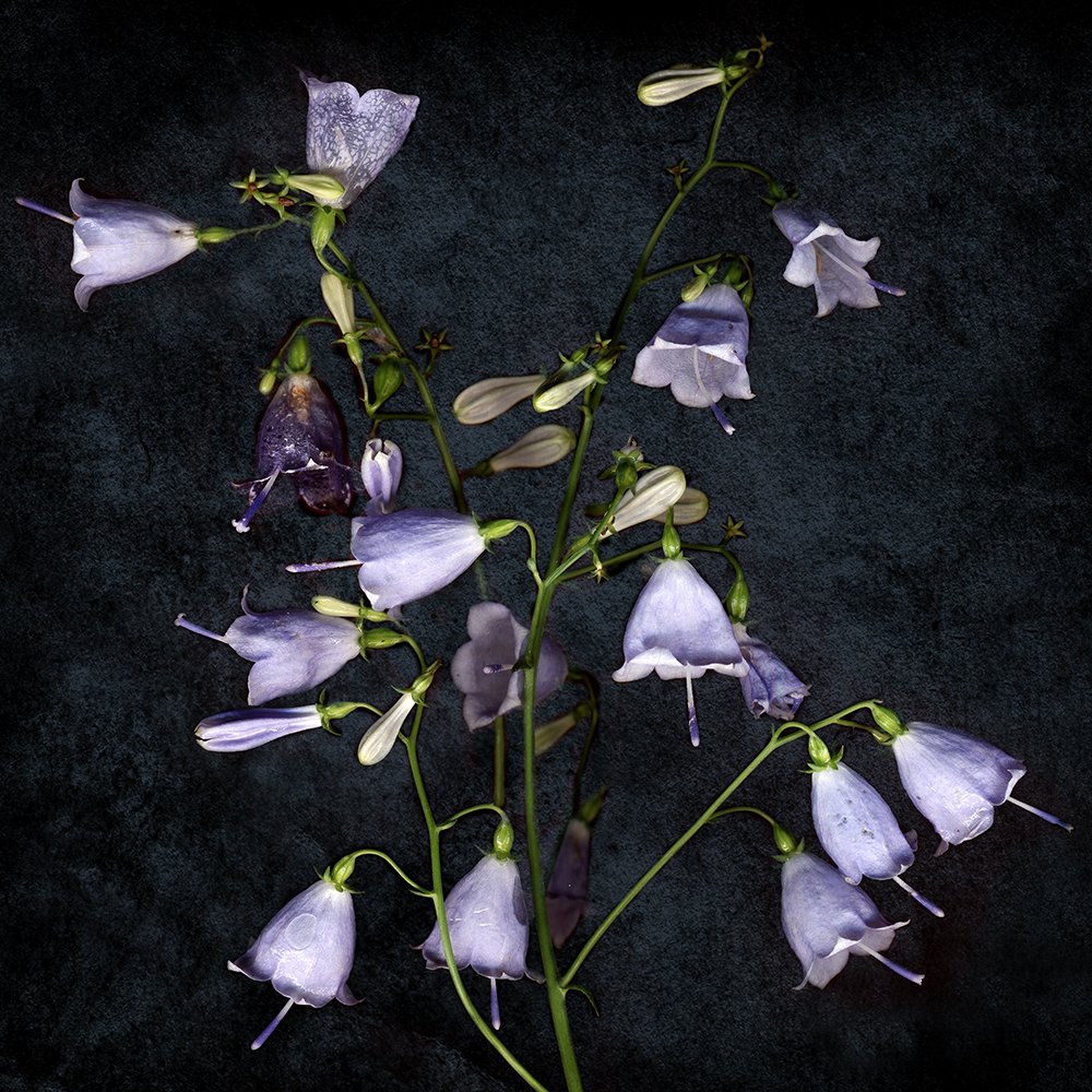 Колокольчики